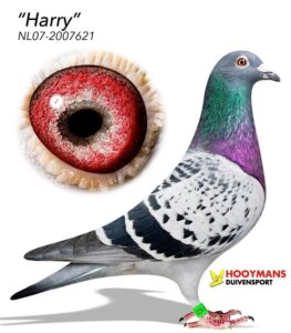 Harry, the foundation breeder of Hooymans Pigeons