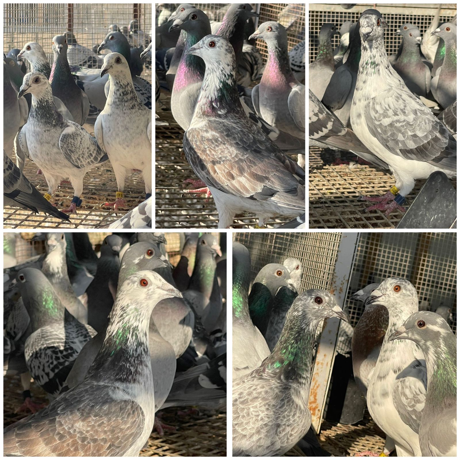Pigeon Rave Update road trainings - Dubai Pigeon Race