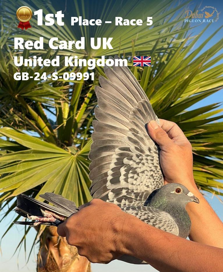 Red Card UK wins Race 5 of the Dubai OLR - Hooymans Pigeons 2nd - Dubai ...