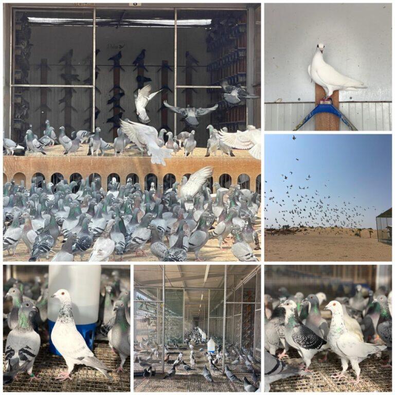 Pigeon Rave Update Season 3 - Dubai Pigeon Race